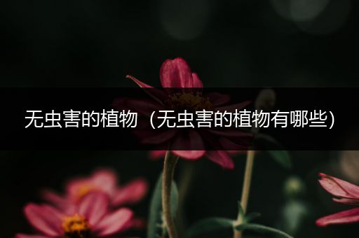 无虫害的植物（无虫害的植物有哪些）