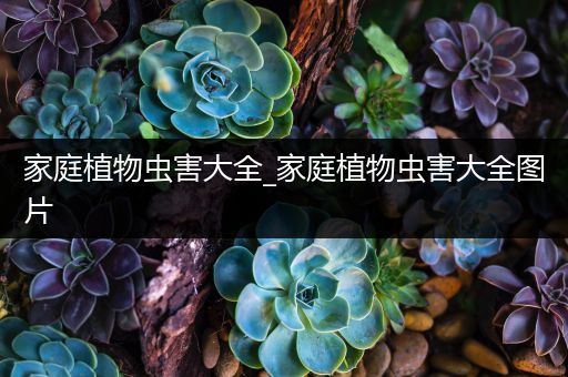 家庭植物虫害大全_家庭植物虫害大全图片