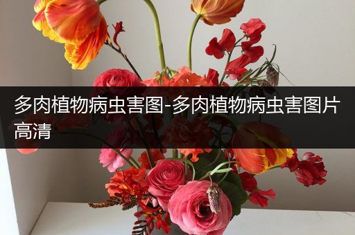 多肉植物病虫害图-多肉植物病虫害图片高清