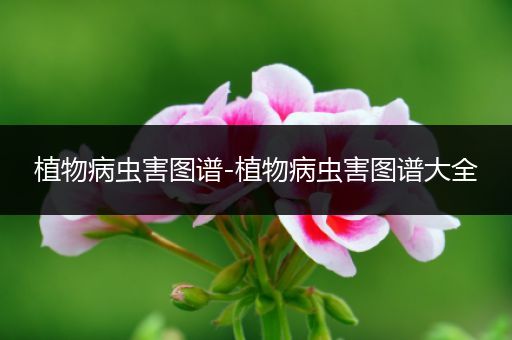 植物病虫害图谱-植物病虫害图谱大全