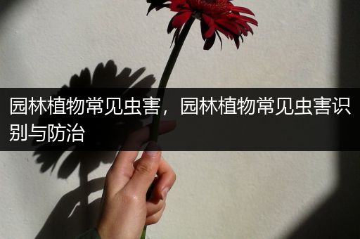 园林植物常见虫害，园林植物常见虫害识别与防治