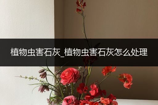 植物虫害石灰_植物虫害石灰怎么处理