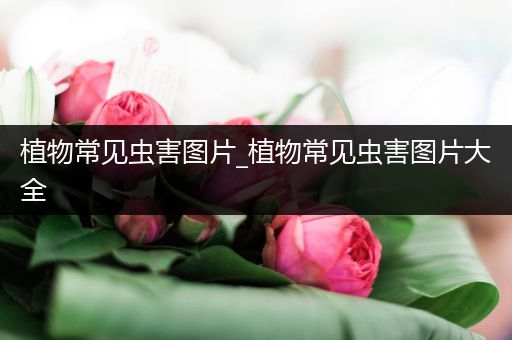 植物常见虫害图片_植物常见虫害图片大全