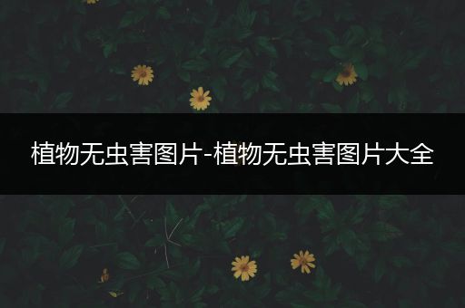 植物无虫害图片-植物无虫害图片大全