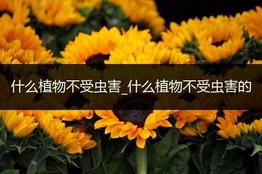 什么植物不受虫害_什么植物不受虫害的