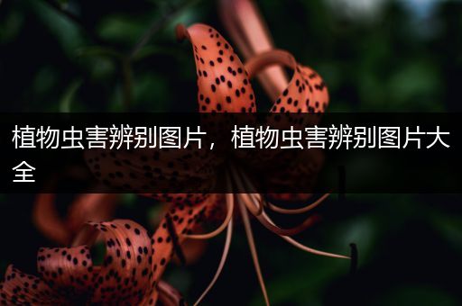 植物虫害辨别图片，植物虫害辨别图片大全