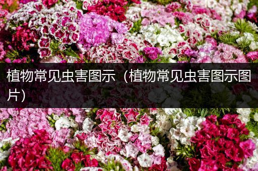 植物常见虫害图示（植物常见虫害图示图片）