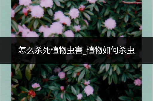 怎么杀死植物虫害_植物如何杀虫