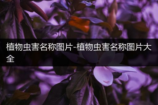 植物虫害名称图片-植物虫害名称图片大全