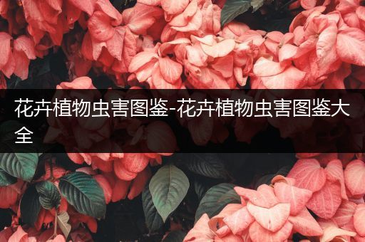 花卉植物虫害图鉴-花卉植物虫害图鉴大全