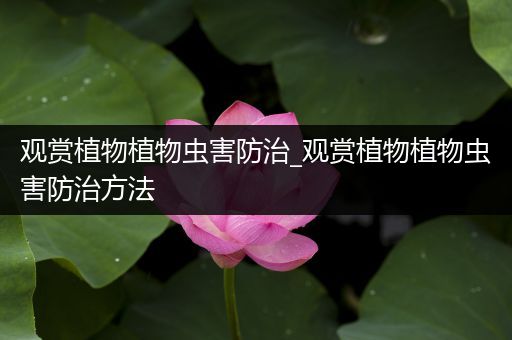 观赏植物植物虫害防治_观赏植物植物虫害防治方法