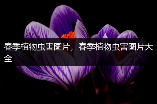 春季植物虫害图片，春季植物虫害图片大全