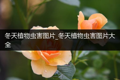 冬天植物虫害图片_冬天植物虫害图片大全