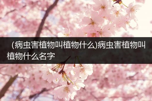 （病虫害植物叫植物什么)病虫害植物叫植物什么名字